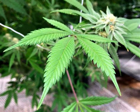 Colorado myth: Everyone in the state smokes marijuana